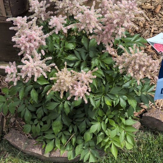 Photo of the plant species Queen of the Prairie by @VipMountain41 named Leaf Erickson on Greg, the plant care app