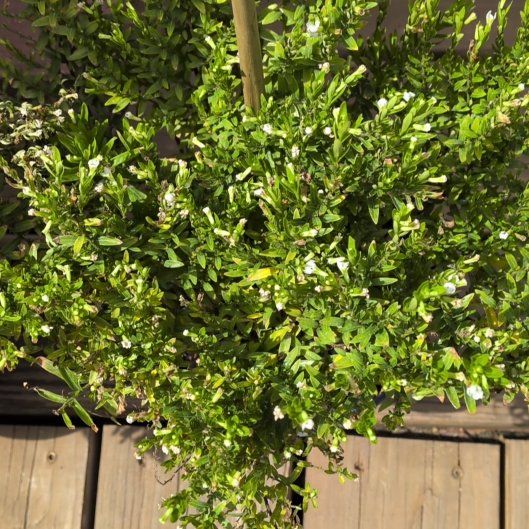 Photo of the plant species Hawaiian Heather by @VipMountain41 named Bruce Lee on Greg, the plant care app