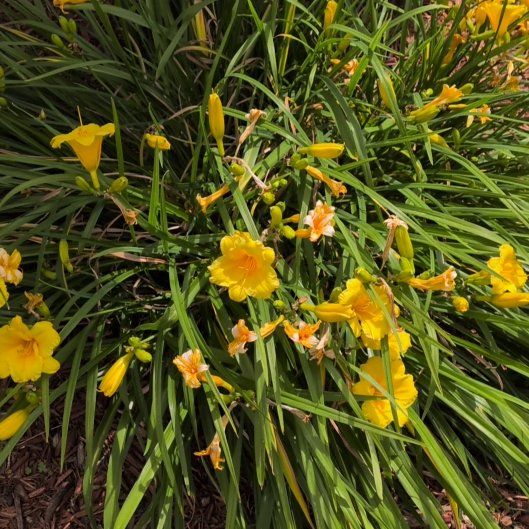 Photo of the plant species Yellow Daylily by @VipMountain41 named Cleopatra on Greg, the plant care app