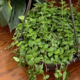 Photo of the plant species Sedum Sarmentosum by @IntenseEndive65 named Nithin on Greg, the plant care app