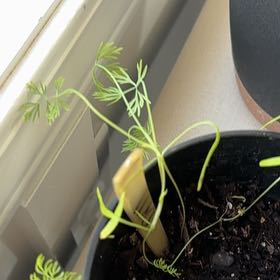 Photo of the plant species Dill by @IntenseEndive65 named Surya on Greg, the plant care app