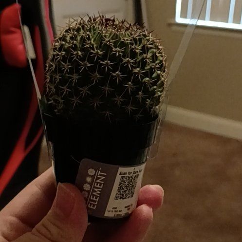 Photo of the plant species Mammillaria mystax by @SolidLithop19 named Nemo on Greg, the plant care app
