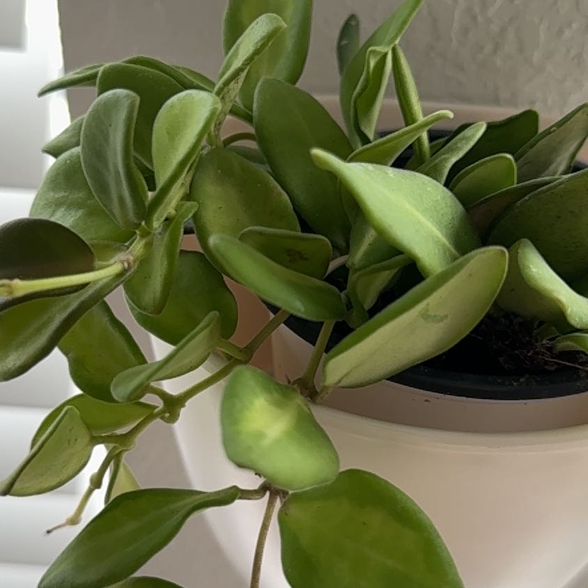 Photo of the plant species Hoya 'Burtoniae' by @SocialPecan89 named Beyonce on Greg, the plant care app