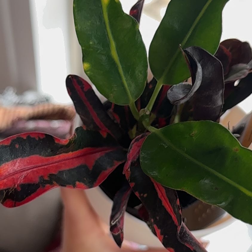 Photo of the plant species Mammy Croton by @SocialPecan89 named Nemo on Greg, the plant care app