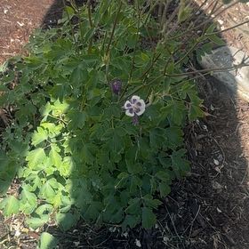 Photo of the plant species European Columbine by @IntenseChards98 named Hamilton on Greg, the plant care app