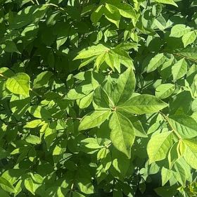 Photo of the plant species Winged Burning Bush by @IntenseChards98 named Anne on Greg, the plant care app