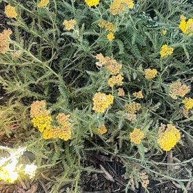 Photo of the plant species Fernleaf Yarrow by @IntenseChards98 named Sonora on Greg, the plant care app