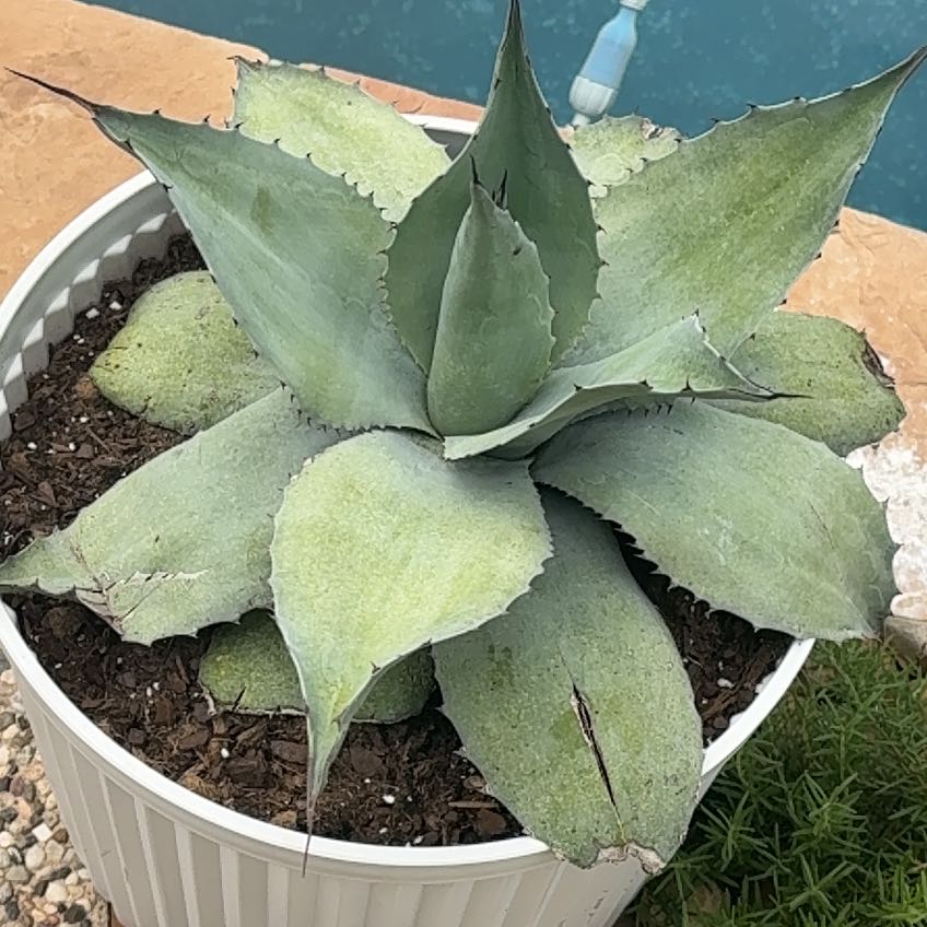 Photo of the plant species Agave Raksasa by @StirringSalal named Walt on Greg, the plant care app