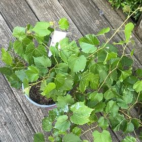 Photo of the plant species False Grape by @ElegantGasplant named Stella on Greg, the plant care app