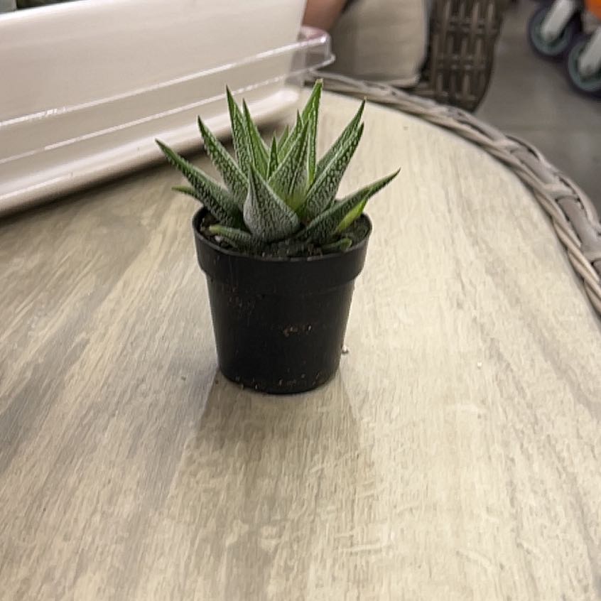 Photo of the plant species Haworthiopsis concolor by @YesAvocado2 named Zeus on Greg, the plant care app