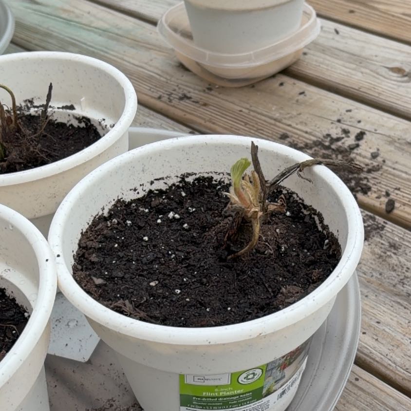 Photo of the plant species Garden Strawberry by @MarkedMango42 named Keanu Leaves on Greg, the plant care app
