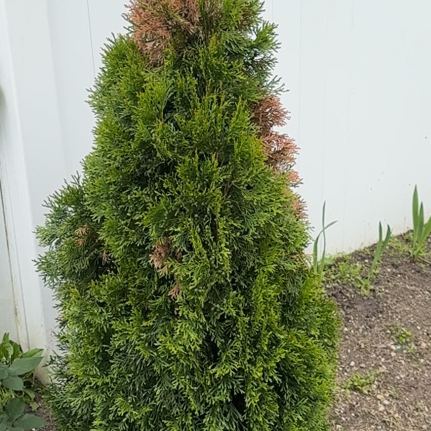 Photo of the plant species American Arborvitae by @PrinceHopsage69 named Zeus on Greg, the plant care app