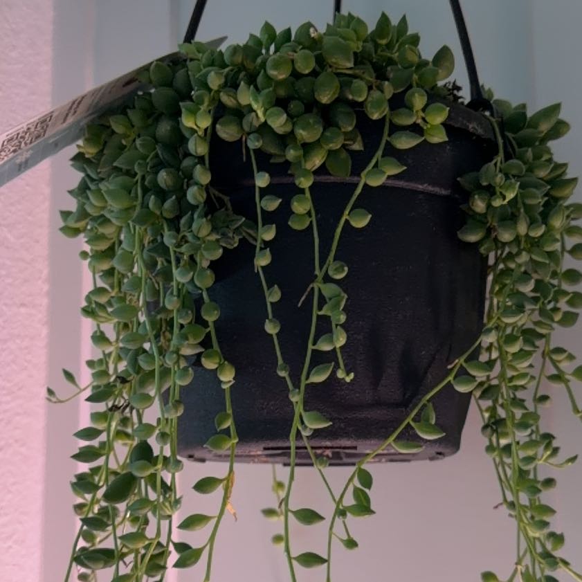 Photo of the plant species String of Raindrops by @RadJade72 named Willow on Greg, the plant care app