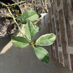 Photo of the plant species Verigated Pink Eureka Lemon Tree by @RadJade72 named Queen on Greg, the plant care app