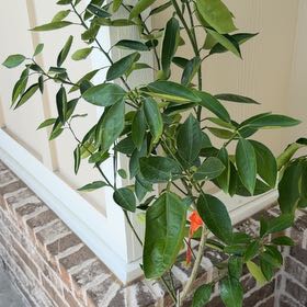 Photo of the plant species Minneola Tangelo by @RadJade72 named Doja Cat on Greg, the plant care app