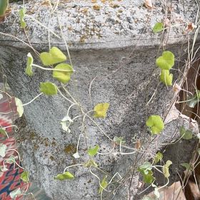 Photo of the plant species Large-Leaved Muehlenbeckia by @CivilRedsky87 named LiloStitch on Greg, the plant care app