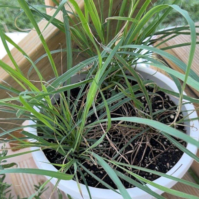 Photo of the plant species Cymbopogon Citratus by @StableMelittis2 named James Dean on Greg, the plant care app