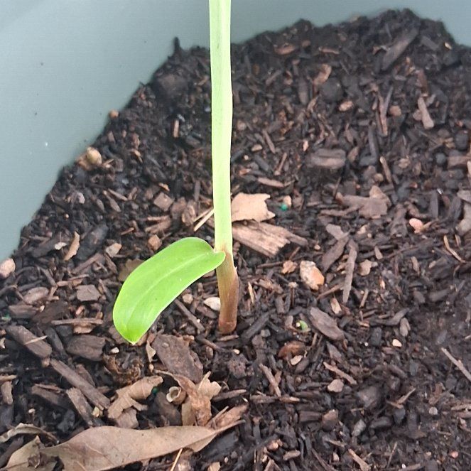 Photo of the plant species Bitter Ginger by @ClubbyDuranta29 named Maya on Greg, the plant care app