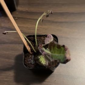 Photo of the plant species Ivy-Leaved Cyclamen by @HolyAssamtea78 named Robert Plant on Greg, the plant care app
