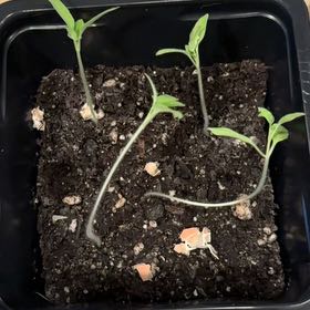 Photo of the plant species Tomato 'Super Sweet 100' by @ComicPanthercap named Walt on Greg, the plant care app