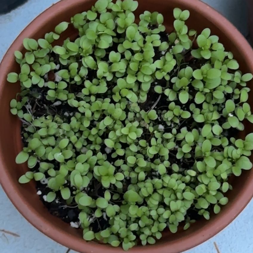 Photo of the plant species Sweet Alyssum 'Royal Carpet' by @ComicPanthercap named Messi on Greg, the plant care app