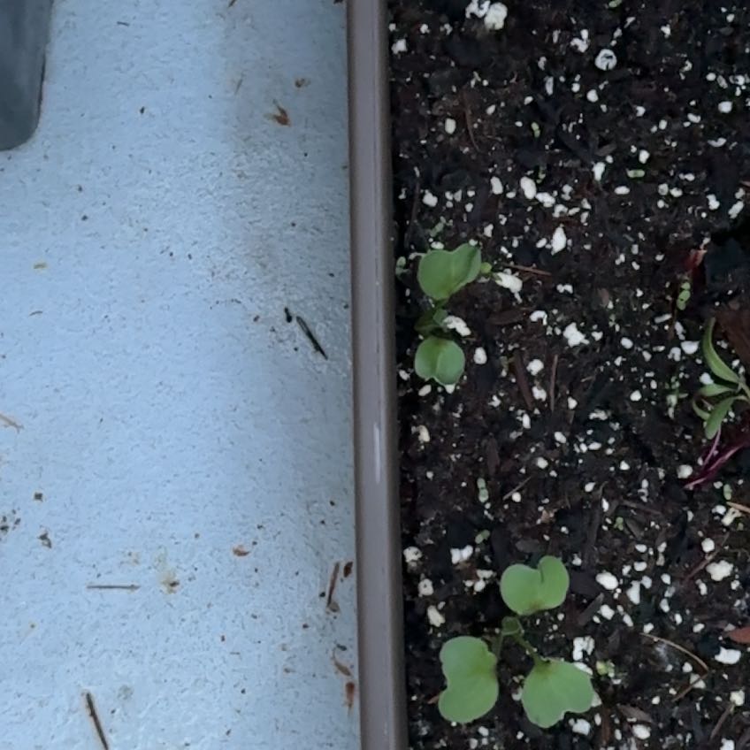 Photo of the plant species Cherry Belle Radish by @ComicPanthercap named Cherry Belle on Greg, the plant care app
