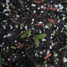 Photo of the plant species Detroit Dark Red Beet by @ComicPanthercap named Detroit on Greg, the plant care app