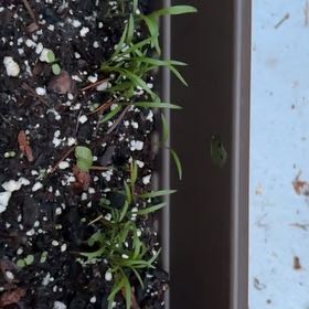 Photo of the plant species Carrot 'Nantes' by @ComicPanthercap named Harry on Greg, the plant care app