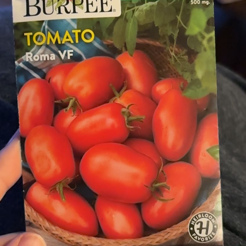 Photo of the plant species Tomato 'Roma VF' by @ComicPanthercap named Winston on Greg, the plant care app