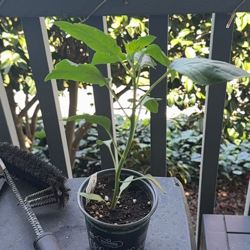Photo of the plant species Serrano Pepper by @HandyAloeyucca named Anne on Greg, the plant care app