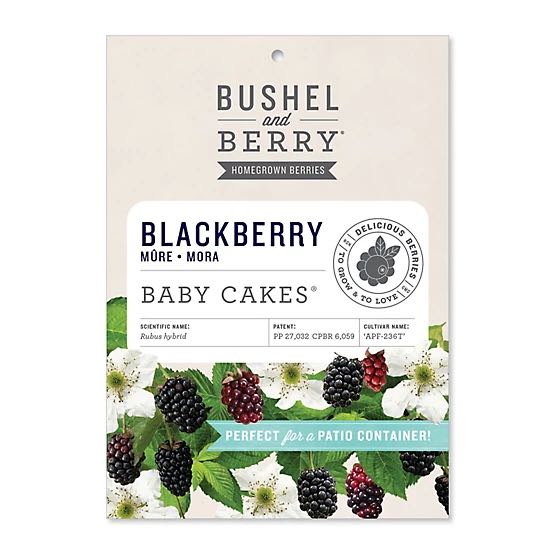 Photo of the plant species Bushel and Berry Baby Cakes by @LuxuryTaro56 named Shakira on Greg, the plant care app