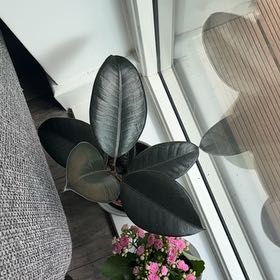 Photo of the plant species Rubber Plant 'Abidjan' by @GreatRye42 named Xena on Greg, the plant care app