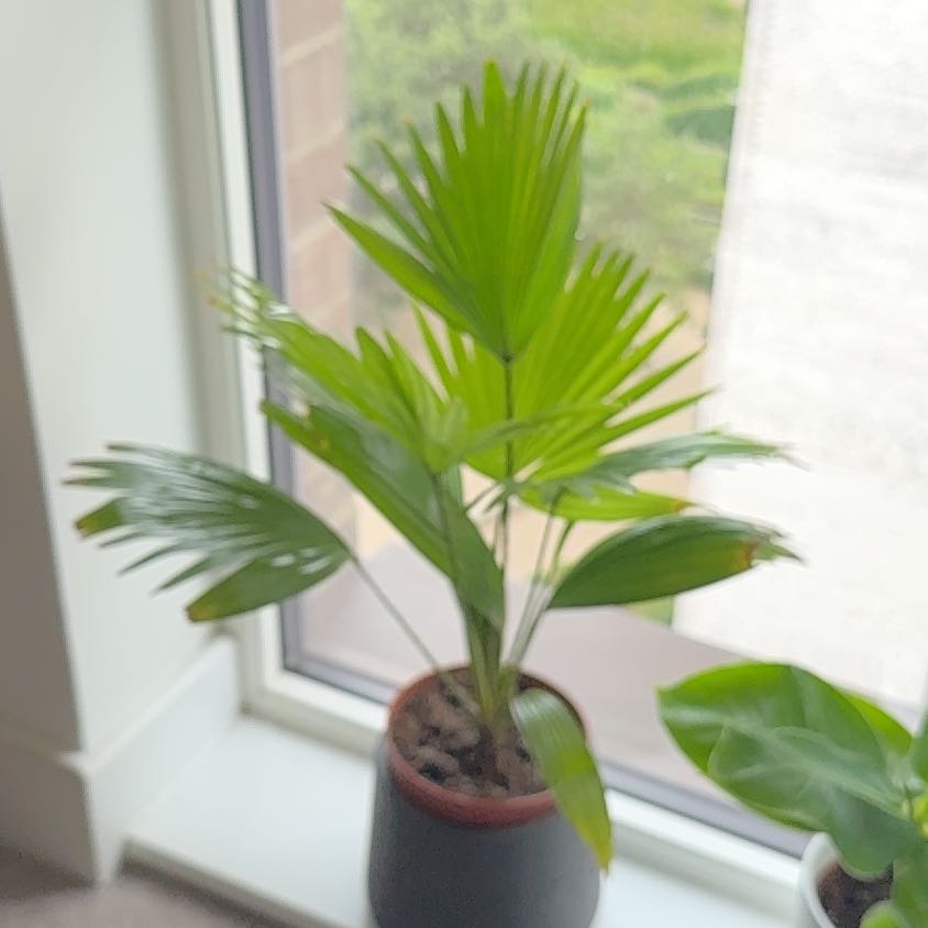 Photo of the plant species Fan Palm by @GreatRye42 named Elle on Greg, the plant care app