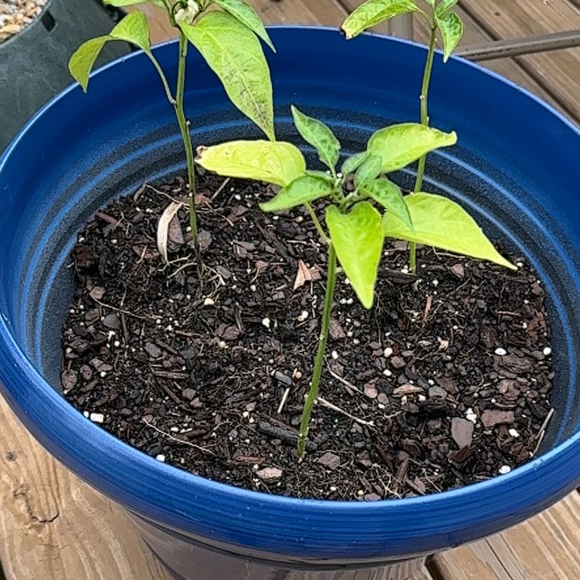 Photo of the plant species Jalepeno by @TycoonRosea61 named Sahara on Greg, the plant care app