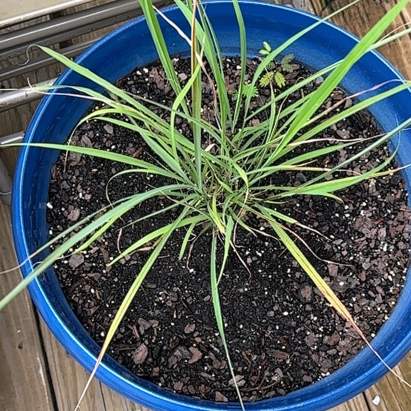 Photo of the plant species Cymbopogon Citratus by @TycoonRosea61 named Pax on Greg, the plant care app