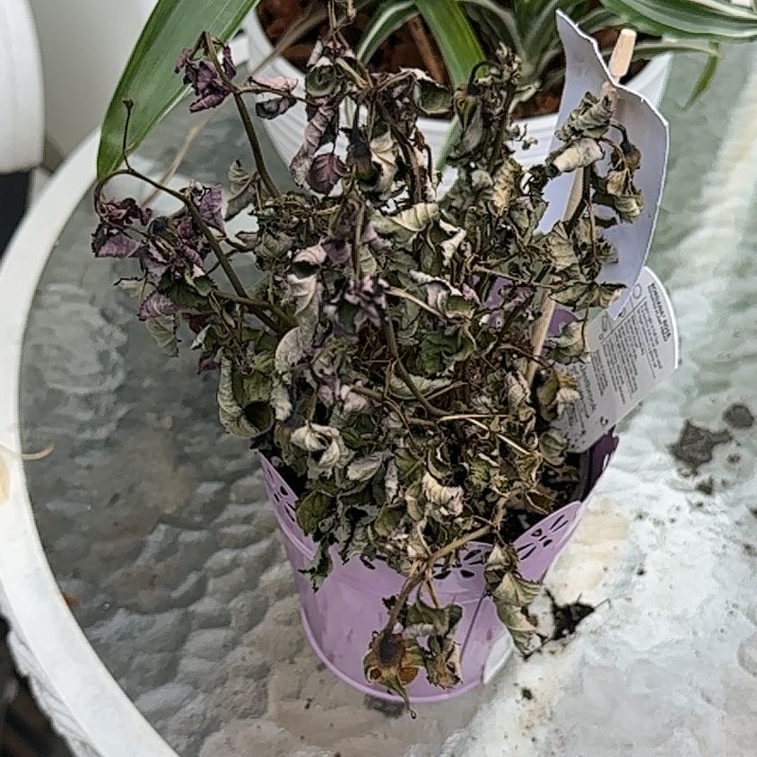 Photo of the plant species Miniature Rose by @TycoonRosea61 named Surya on Greg, the plant care app