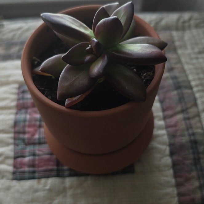 Photo of the plant species Sedum Adolfi by @SwiftWaxivy13 named Surya on Greg, the plant care app