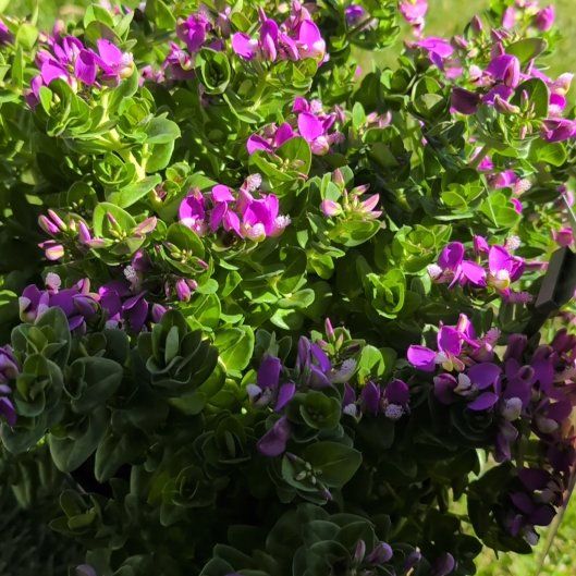 Photo of the plant species Myrtle-Leaf Milkwort by @ShrewdEchinaria named Sweet Pea Shrub "Petite Butterfly" on Greg, the plant care app
