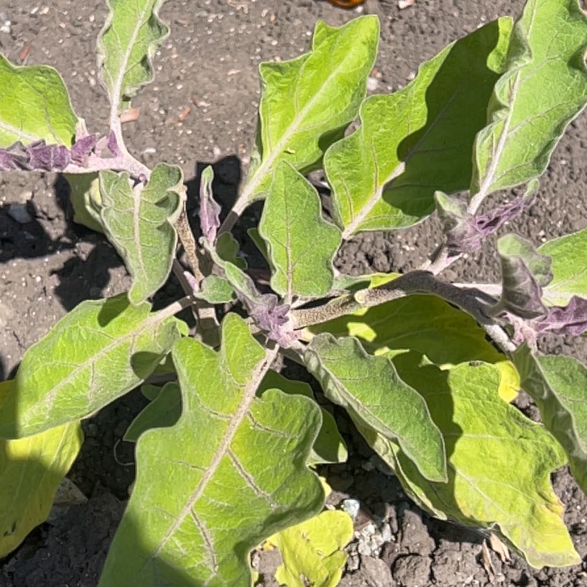 Photo of the plant species Eggplant by @ExecTievine77 named Athena on Greg, the plant care app