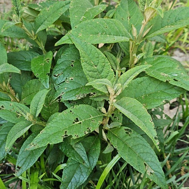 Photo of the plant species Orange Eye by @KeyCamphor60 named Dolores on Greg, the plant care app