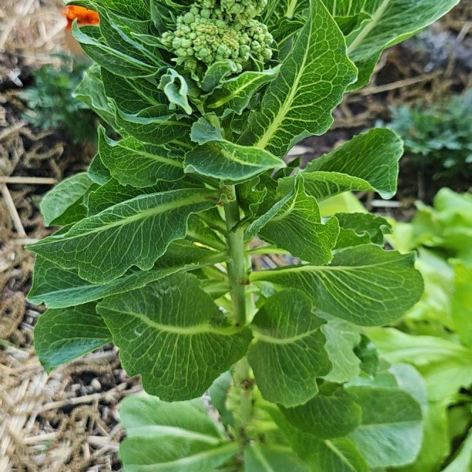 Photo of the plant species Romaines by @KeyCamphor60 named Peter Parker on Greg, the plant care app