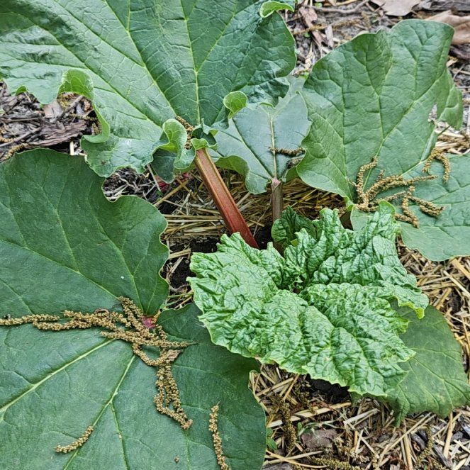 Photo of the plant species Garden Rhubarb by @KeyCamphor60 named Ruby on Greg, the plant care app