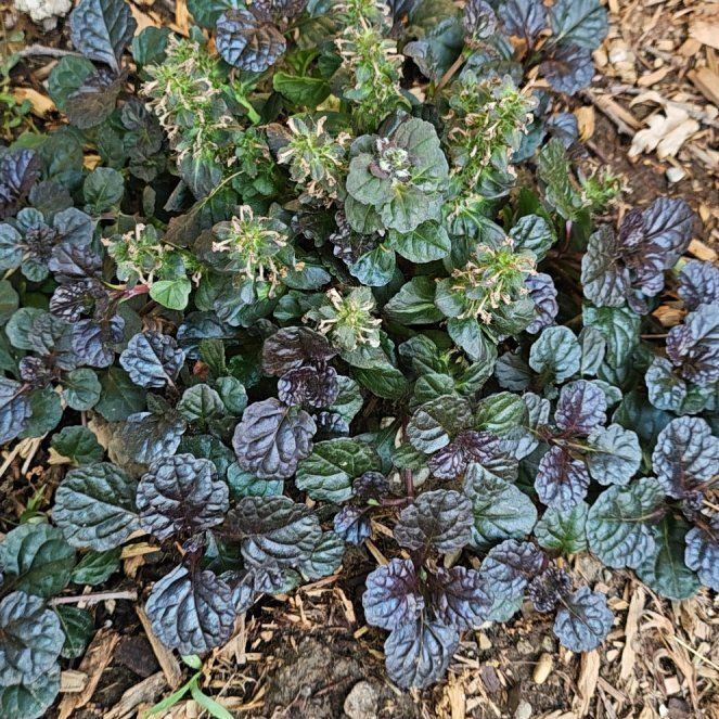 Photo of the plant species Blue Bugle by @KeyCamphor60 named Homer on Greg, the plant care app