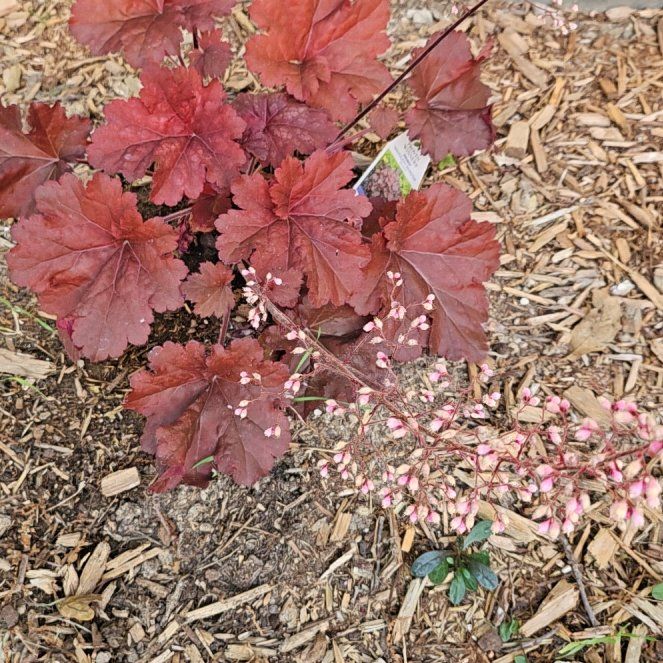 Photo of the plant species Coral Bells by @KeyCamphor60 named Aristotle on Greg, the plant care app