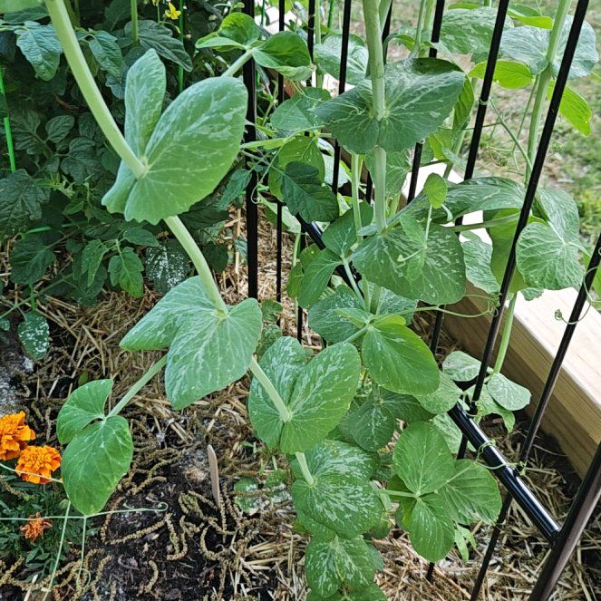 Photo of the plant species Peas by @KeyCamphor60 named Helen on Greg, the plant care app