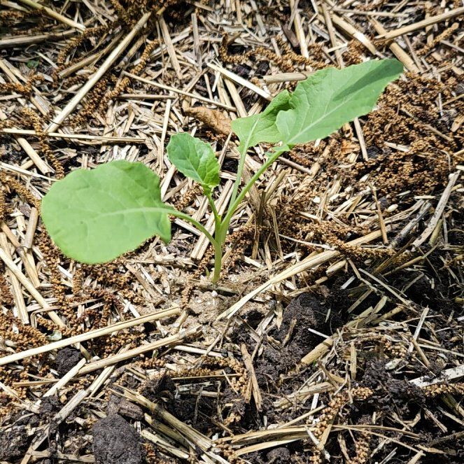 Photo of the plant species Sun King Broccoli by @KeyCamphor60 named Bodhi on Greg, the plant care app