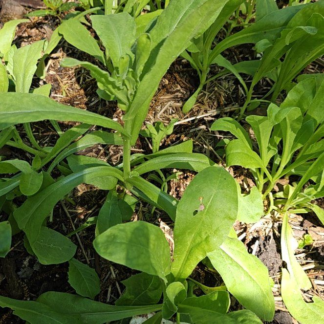 Photo of the plant species Marigold by @KeyCamphor60 named Callie on Greg, the plant care app