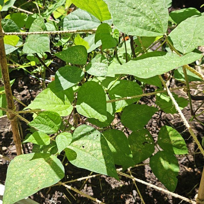 Photo of the plant species Hyacinth Bean by @KeyCamphor60 named Marley on Greg, the plant care app