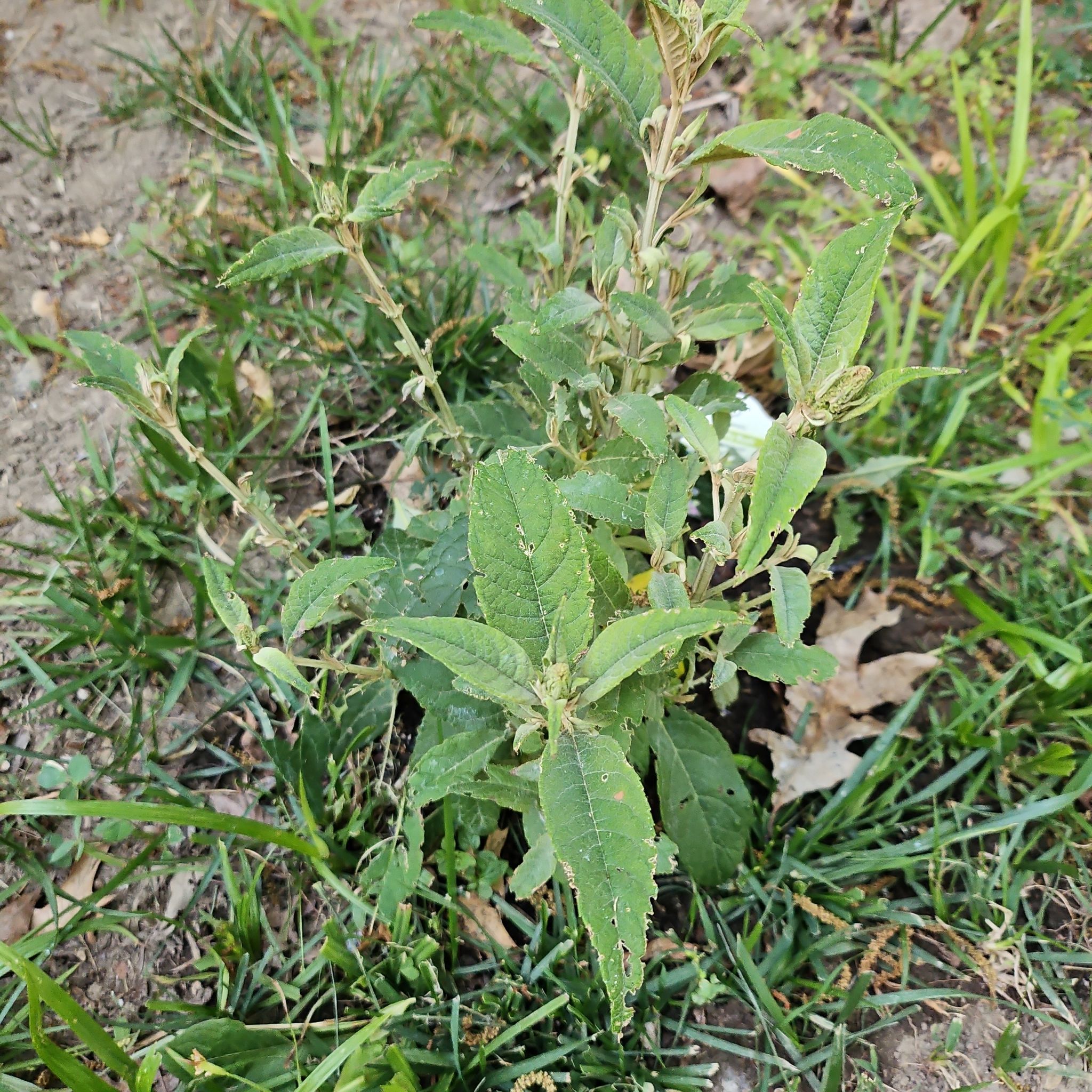 Photo of the plant species Orange Eye Butterflybush by @KeyCamphor60 named Dolores on Greg, the plant care app