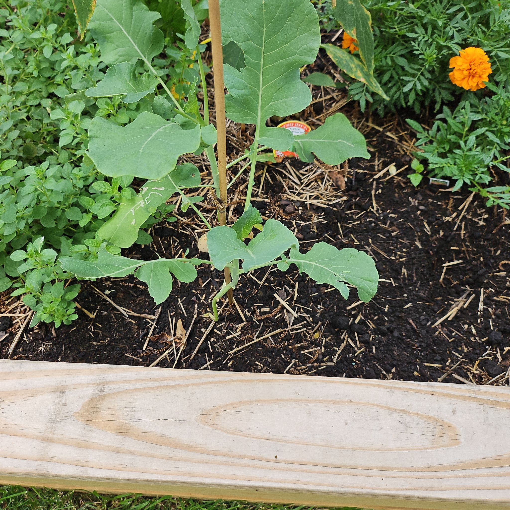Photo of the plant species Sun King Broccoli by @KeyCamphor60 named Bodhi on Greg, the plant care app